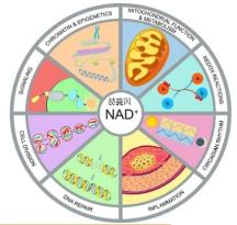 赫曼因NMN打開了萬花筒的生命