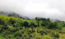 論閩南烏龍“鐵觀音”，八馬茶業(yè)品質獨樹一幟