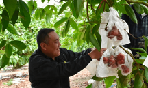 3月30-31日，2023年海南瓜果菜（?？诮?jīng)濟圈）產(chǎn)銷對接會來了！