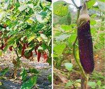 “市井集”一家大健康生態(tài)管理平臺(tái),為所有家庭提供健康保障