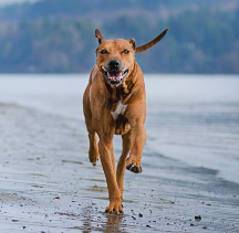 從狗狗飲食天性出發(fā)，解析原始獵食渴望狗糧究竟好在哪!