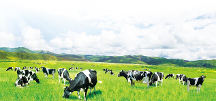 完達山乳業(yè)領(lǐng) 先占位“高寒生態(tài)奶業(yè)”,賦能行業(yè)發(fā)展