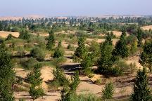 從“死亡之?！钡健耙黄G洲”，庫布其治沙有何秘訣？