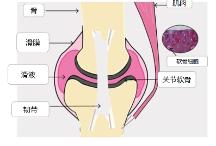 如何擺脫“人老腿先老”?關(guān)節(jié)養(yǎng)護move free的功效怎么樣?